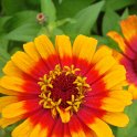 Zinnia elegans 'Zowie' fleur